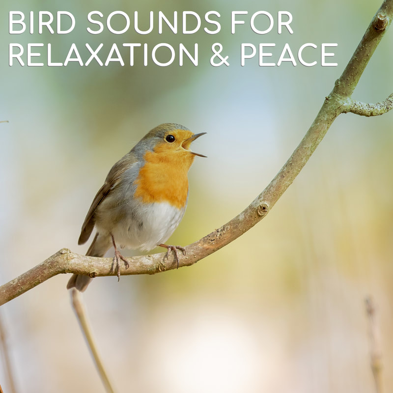 Birds are nature's original lullaby singers. The soothing sound of song birds is perfect for relaxation, meditation, and creating a peaceful environment.  Wonderful as a way to ease your baby to sleep with natural sounds.