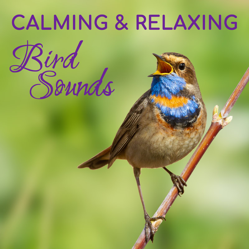 Soothing bird nature sounds from the forest to help you sink deep into relaxation and deep sleep. Great to calm anxious cats and dogs when left home alone. Wild bird sounds are a wonderful way to introduce a natural sound environment when putting baby to bed rather than standard white noise.