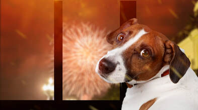 Brown and white dog looking to its owner with concern and stress because of fireworks showing that the pet is in need of the sound masking of ambient music and nature sounds to soothe and calm it.