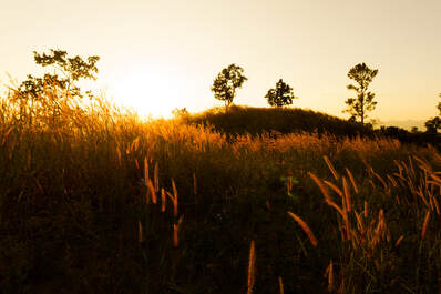 Wheat field and trees at sunset during the summer to show how the sound of crickets relaxes the mind and body helping you to sleep deeper and longer.