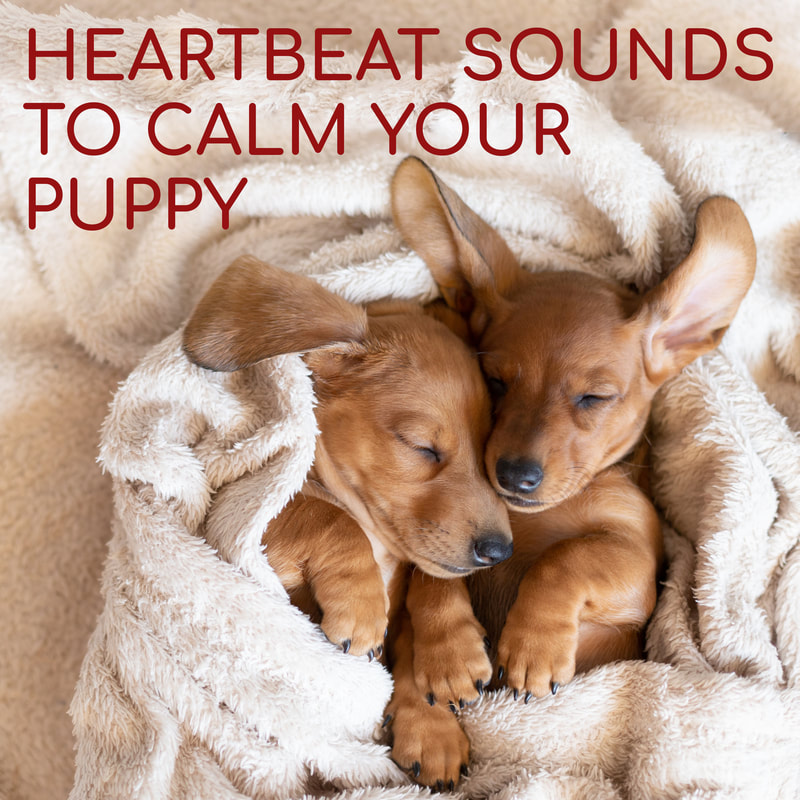 Puppies need lots of attention and love. And when their mamas aren't around they get lonely! This playlist of heartbeat sounds will help calm and soothe your crying puppy by giving them the familiar sound of their mother's heart so they feel more at ease. If they sleep better...you sleep better!