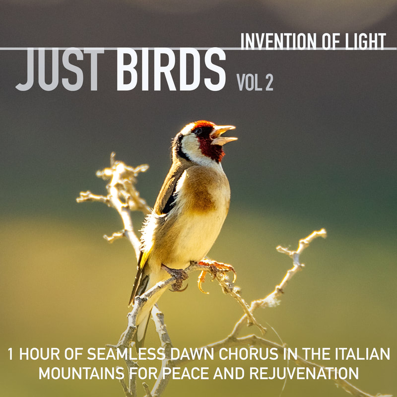 1 Hour of Seamless Dawn Chorus in the Italian Mountains for Peace and Rejuvenation