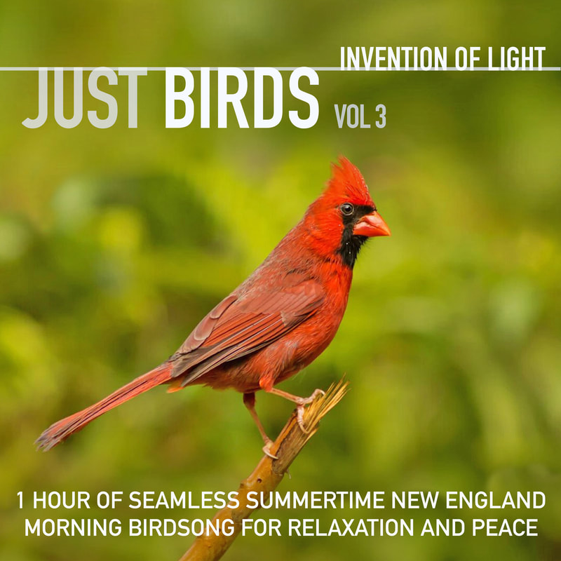 1 Hour of Seamless Summertime New England Birdsong for Relaxation and Peace