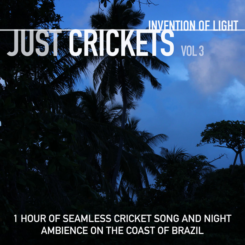 1 Hour of Seamless Cricket Song and Night Ambience on the Coast of Brazil