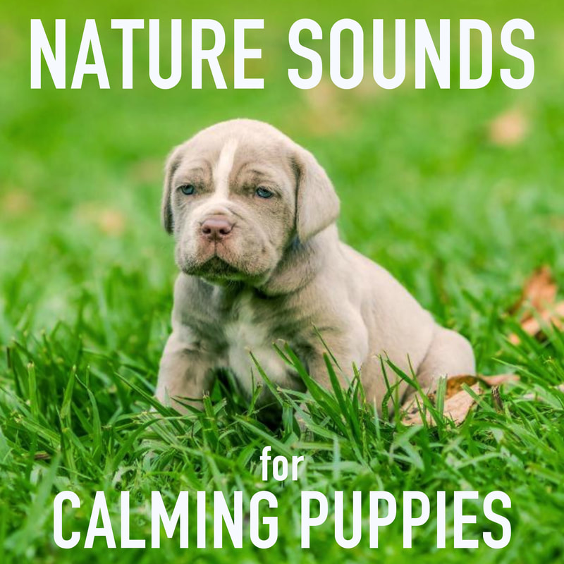 The sounds of nature: rivers, streams, ocean waves, waterfalls, and rain will help keep your puppy feel comfortable and safe while you are away. The consistent nature noises create a soothing atmosphere and help to block out starting outside noises.