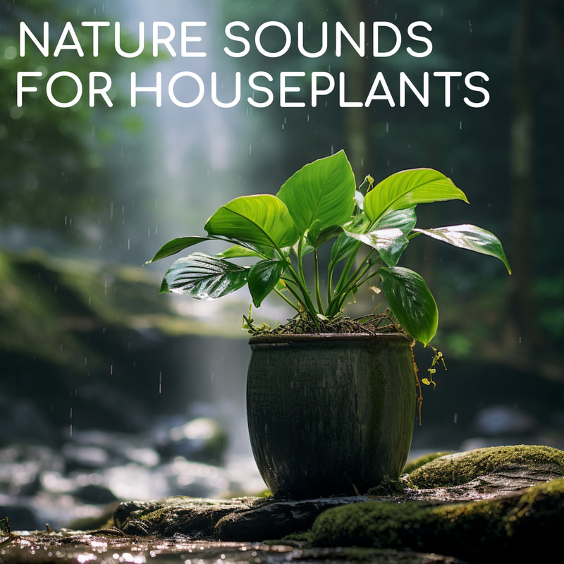 Not long ago in the evolutionary development of houseplants these companions of ours were wild creatures inhabiting the forests of the world. Keep your plants happy and healthy by creating a natural sound environment that reconnects them to their wild roots. Waterfalls, rivers, birds, & crickets.