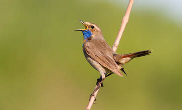 bird perched in early morning light, symbolizing calming nature playlist for sleep. Bird with blue throat singing songs for relaxation, calming, and sleep