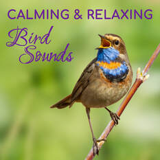 Calming and Relaxing Bird Sounds playlist for sleep, meditation, yoga, calming pets, and inner peace