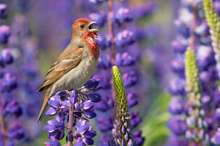 Singing bird in a beautiful purple patch of wildflowers perfect for relaxation and stress relief