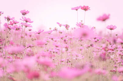 a field full of calming pink flowers with a pink sky symbolizing the soothing sound of pink noise to help with sleep, focus, and relaxation