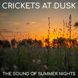 Crickets at Dusk: The Sound of Summer Nights. Drift into the calm of a summer evening with the gentle chorus of crickets. Their rhythmic song creates a natural form of white noise -- steady, familiar, & deeply relaxing. Perfect for falling asleep, meditating, studying, or simply unwinding after a long day. Relax to the sound of summer anywhere.