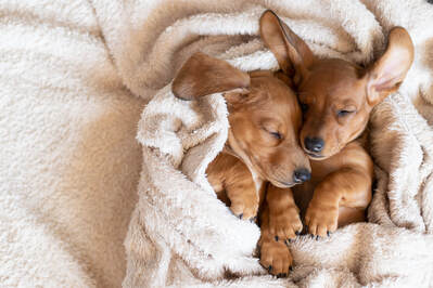 Two adorable daschund puppies being soothed to sleep by gentle white noise