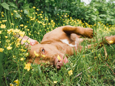 Light brown dog lying peacefully in a grassy field with yellow flowers, symbolizing calm and relaxation from nature sounds.