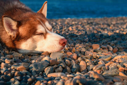 Red Siberian husky resting with eyes closed on a pebble beach beside the water, representing stress relief from soothing nature sounds.