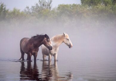 two beautiful horses standing peacefully in a river with fog and mist rising listening to the nature sounds of the forest for calming