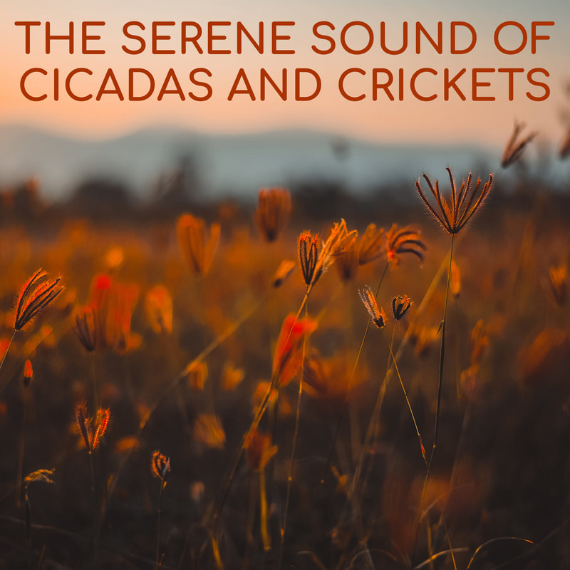 Nature’s chorusing insects create the perfect nostalgic summertime ambience for relaxation, meditation, and sleep. Works great as a natural white noise to block out disruptive noises and tinnitus. The perfect natural baby sleep aid!