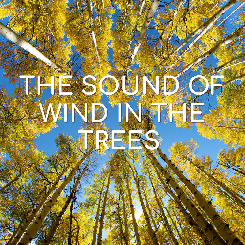 The gentle sound of a light breeze rustling the leaves of an aspen or eucalyptus tree on a warm summer day. Sit back, relax, and drift off to a peaceful place. Perfect for meditation, relaxation, study, focus, and sleep.